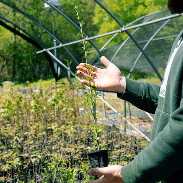 Image of American Plum seedling.